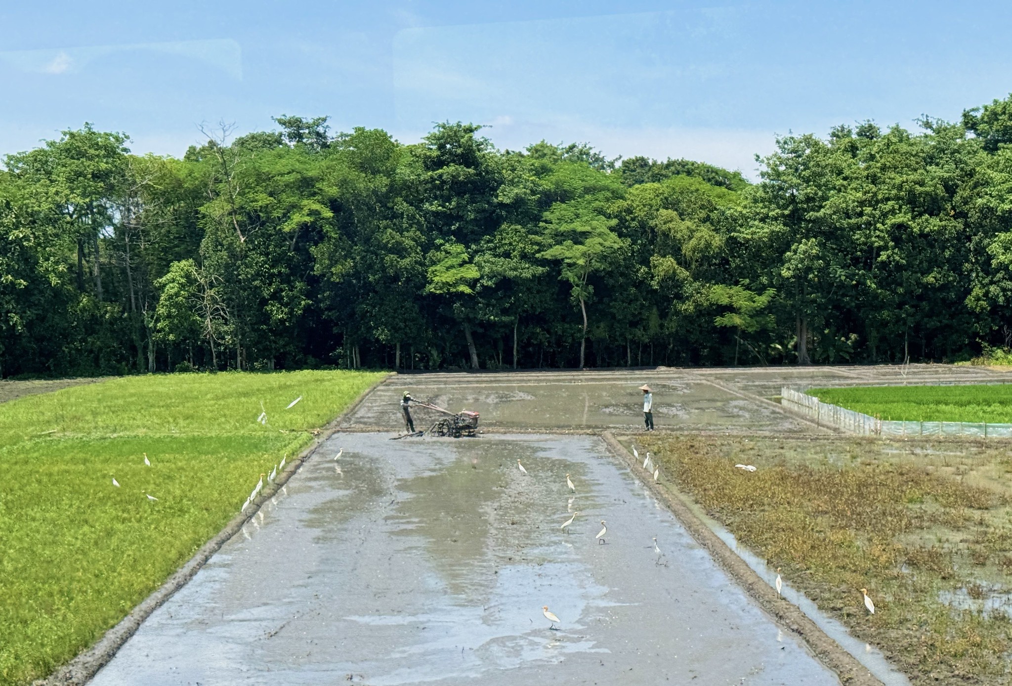 Five Pathways to Transform Food Systems in Asia and the Pacific | Asia ...